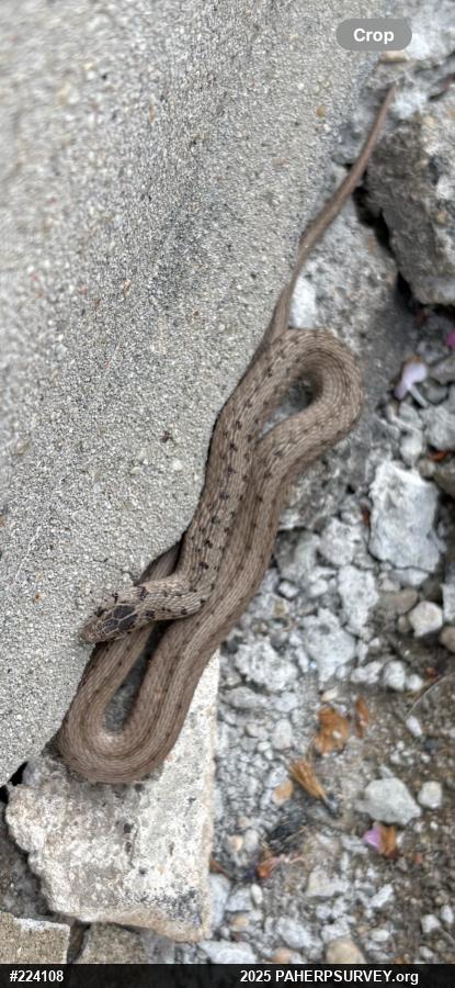 Dekay's Brownsnake
