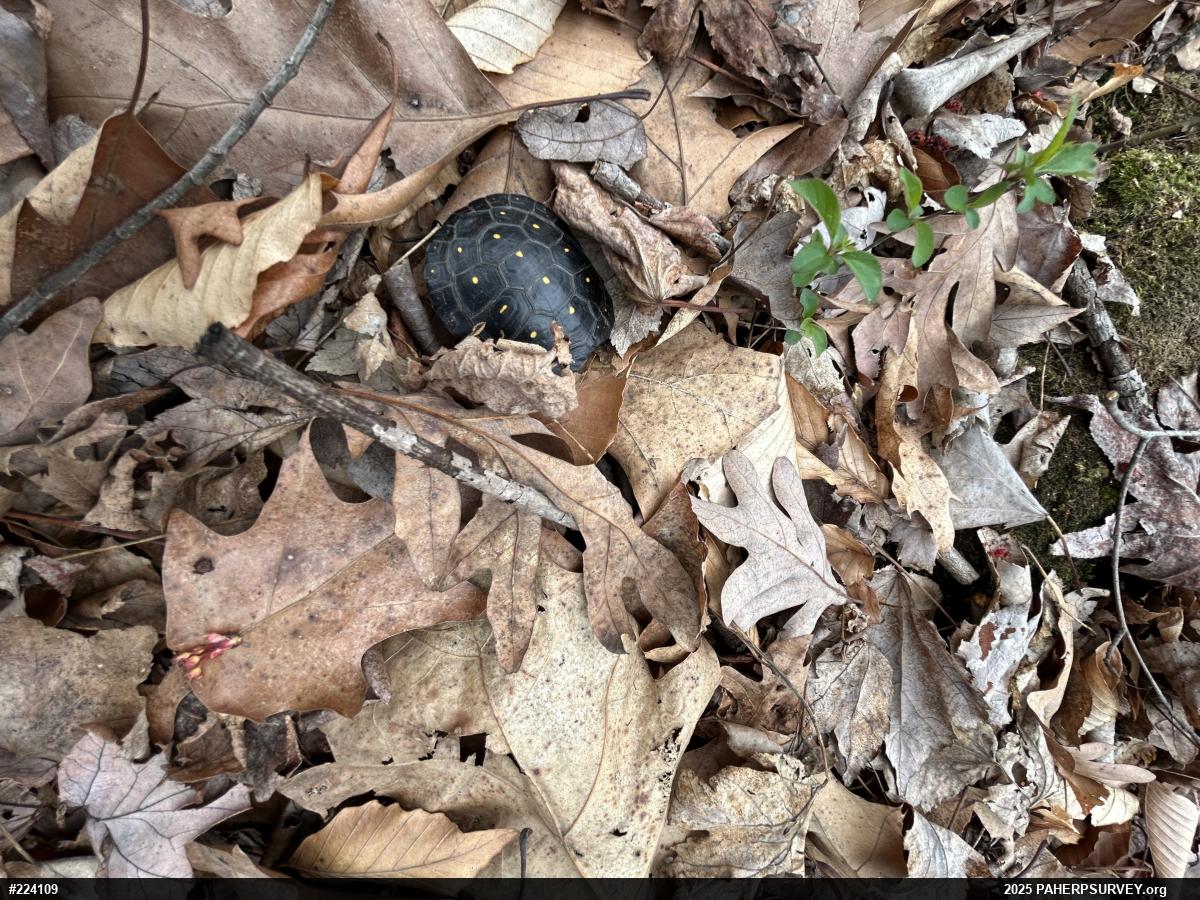 Spotted Turtle