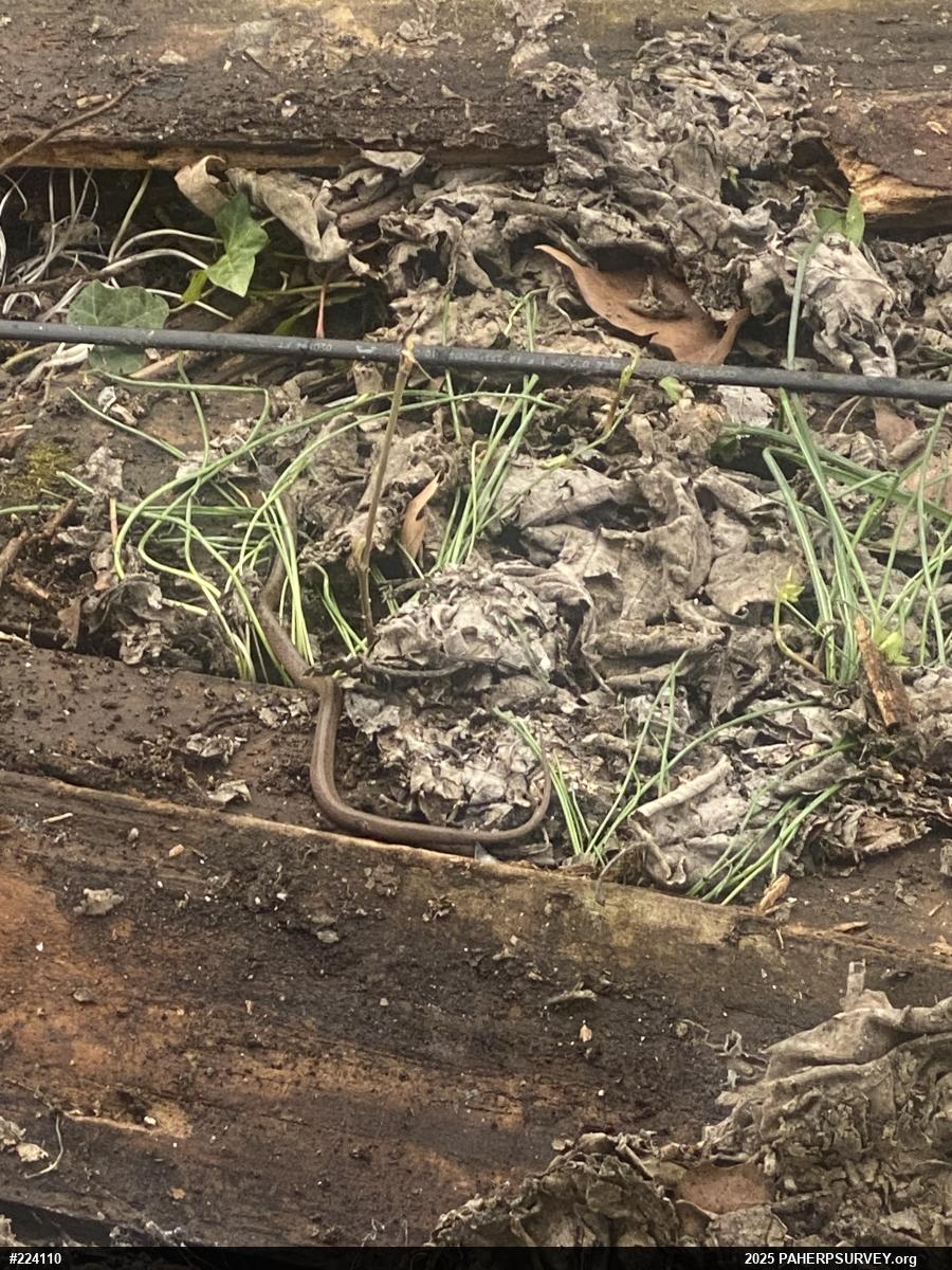 Dekay's Brownsnake