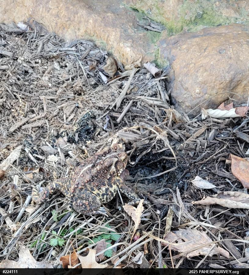 Eastern American Toad