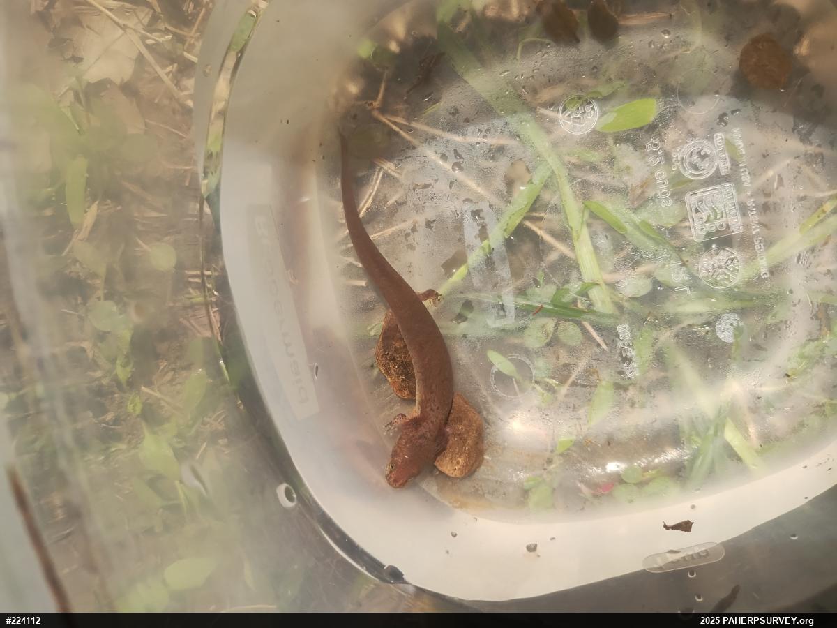 Northern Red Salamander