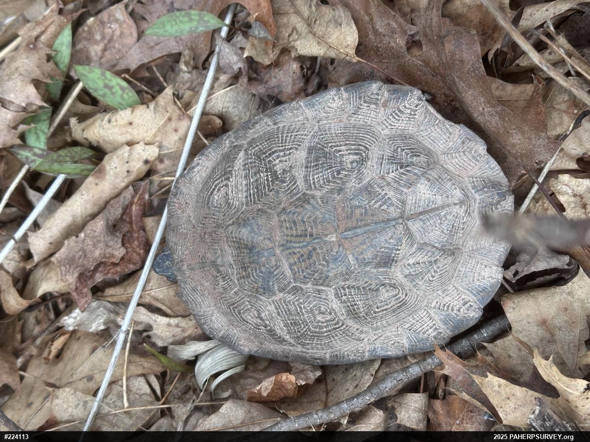Wood Turtle
