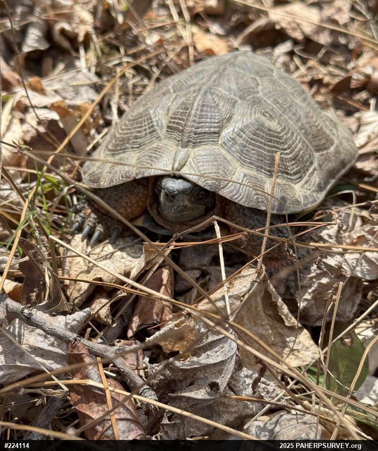 Wood Turtle