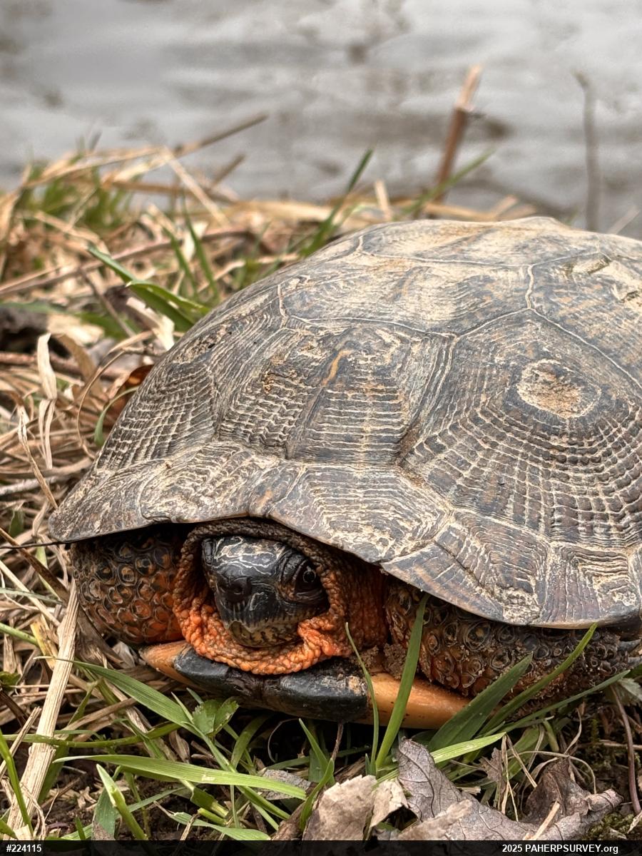 Wood Turtle
