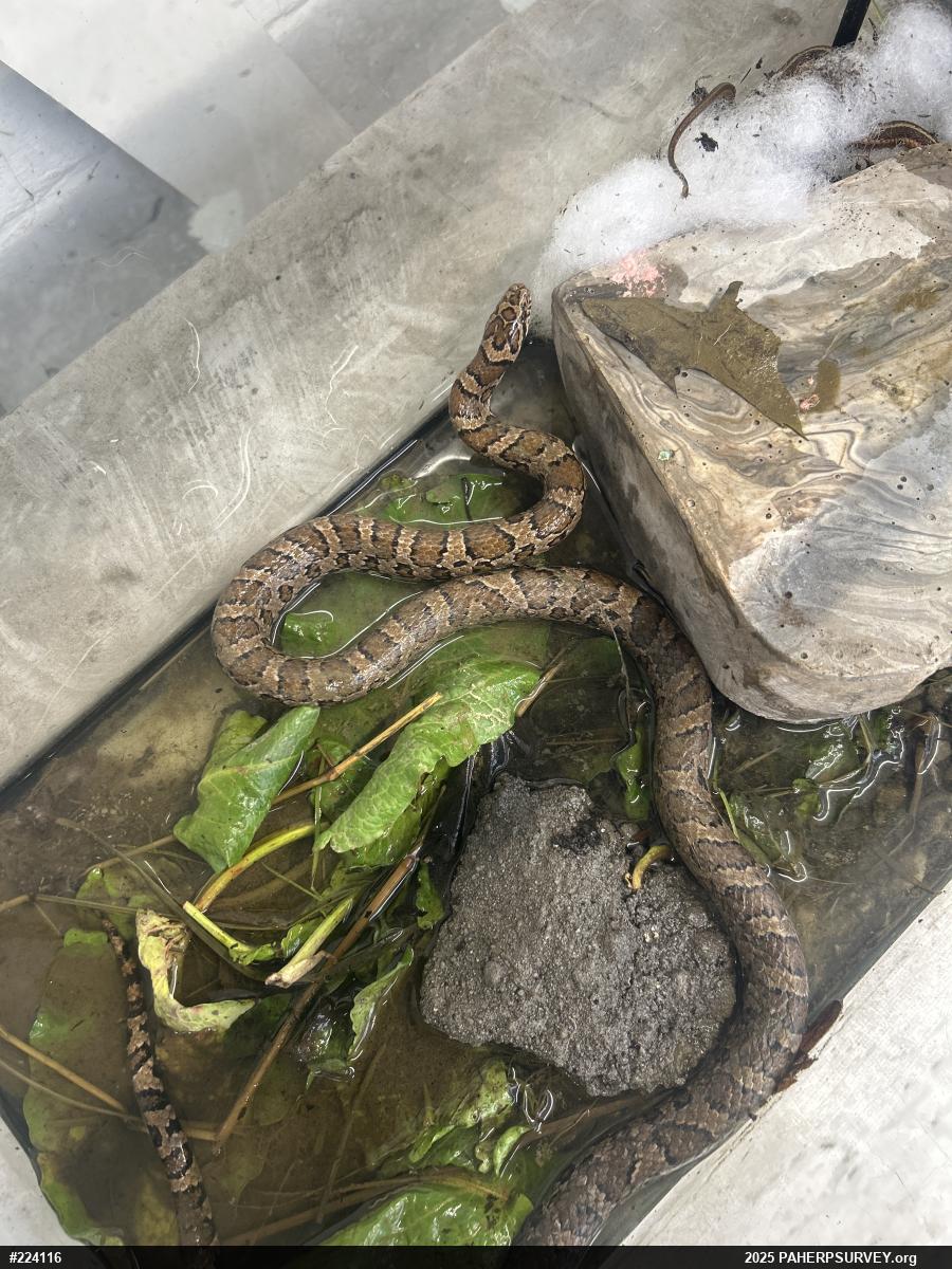 Eastern Milksnake