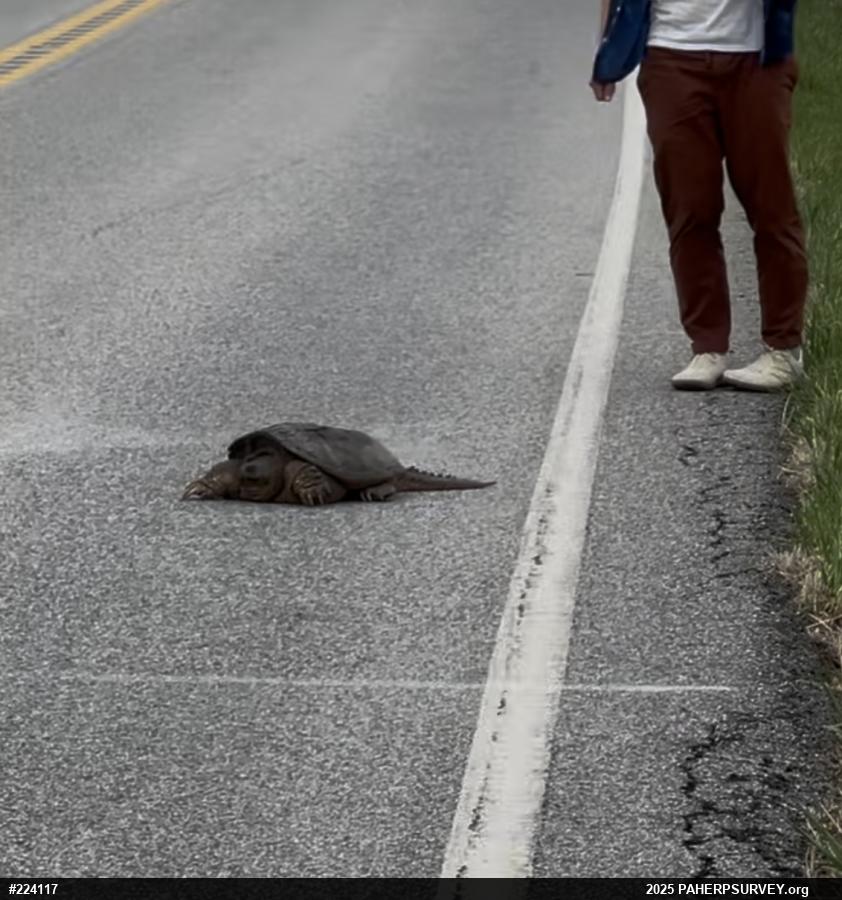 Snapping Turtle