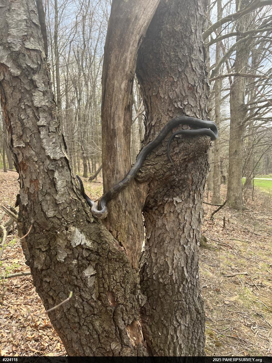 Eastern Ratsnake