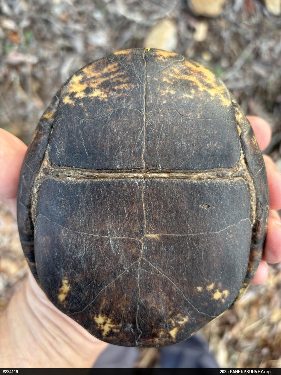 Eastern Box Turtle