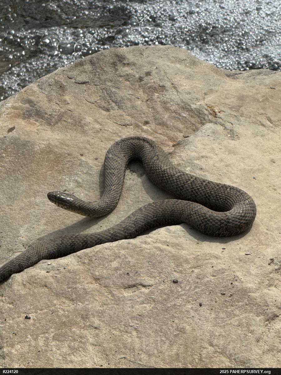 Northern Watersnake