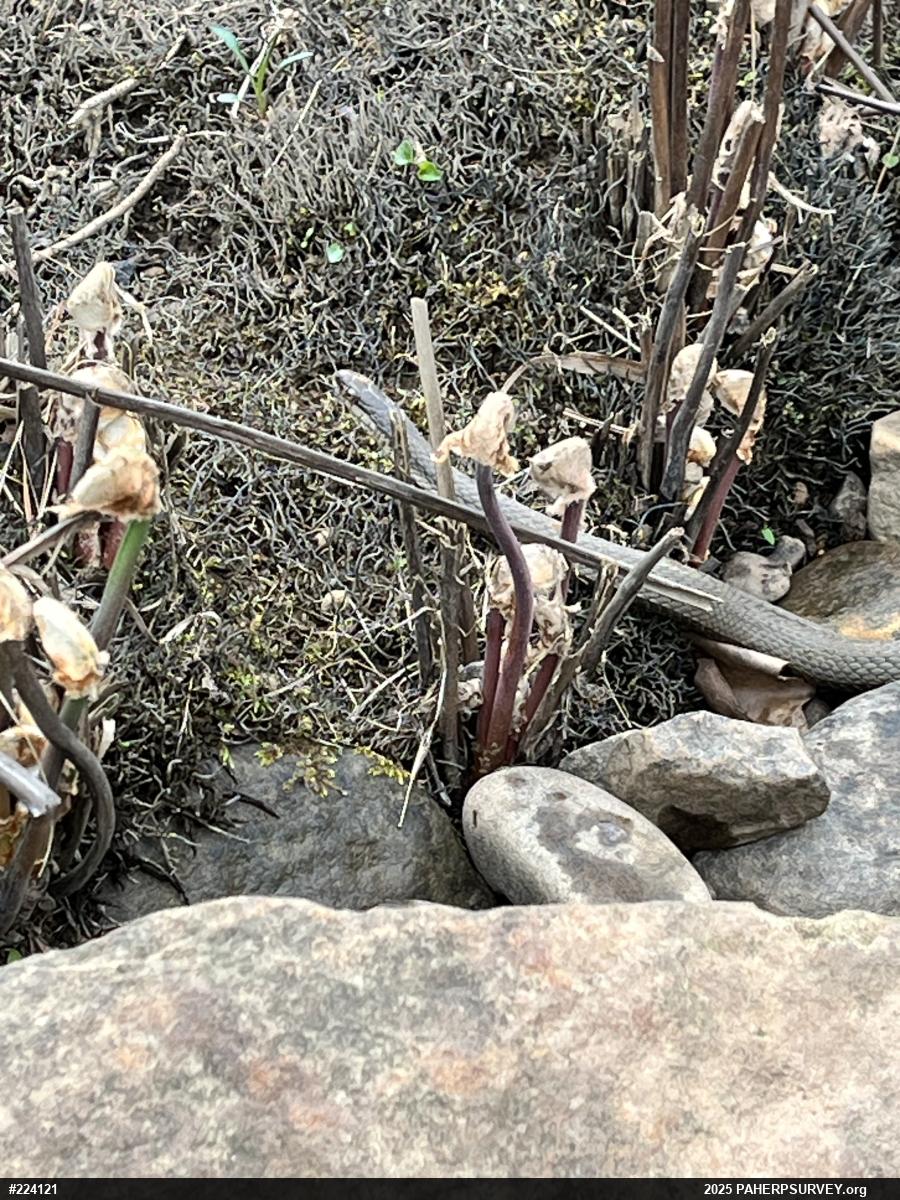 Queensnake