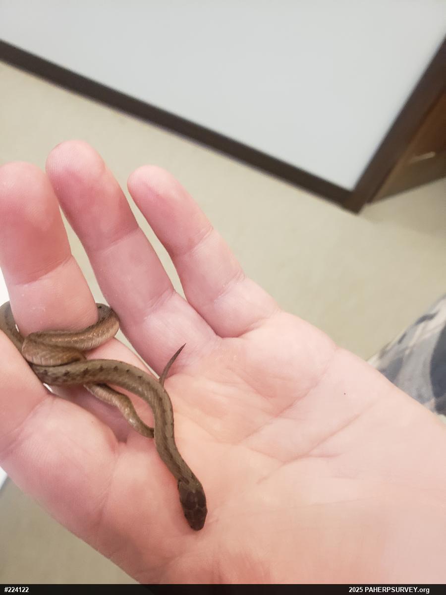 Dekay's Brownsnake