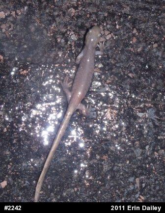 Jefferson Salamander