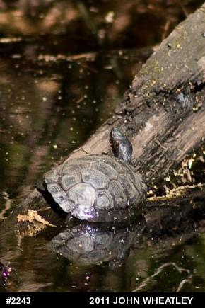 Spotted Turtle