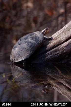 Spotted Turtle