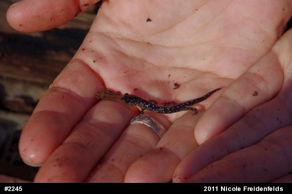 Northern Slimy Salamander