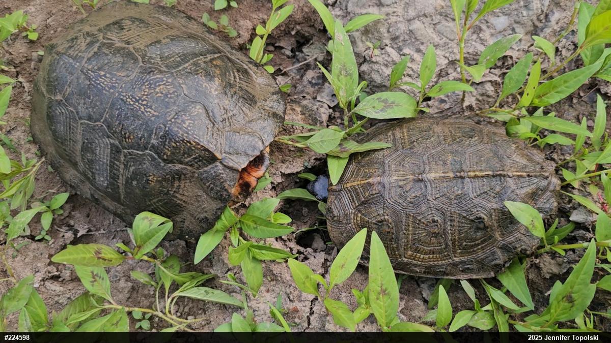 Wood Turtle