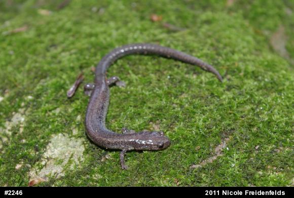Valley And Ridge Salamander