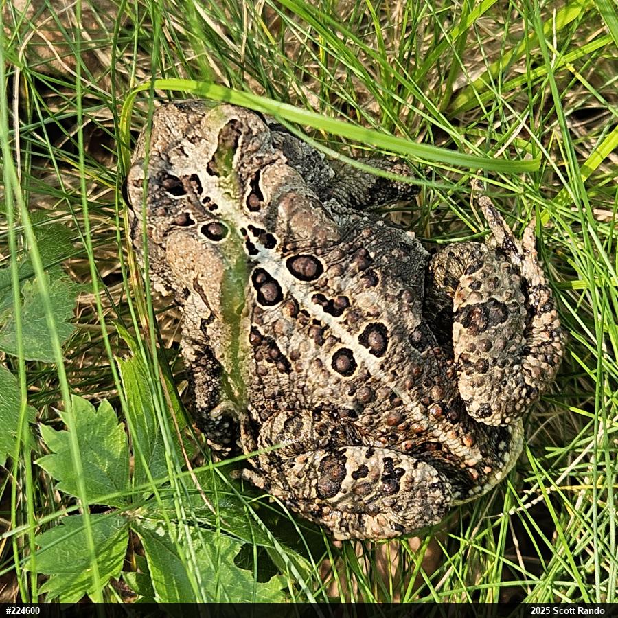 Eastern American Toad