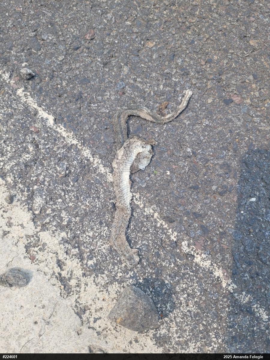 Dekay's Brownsnake