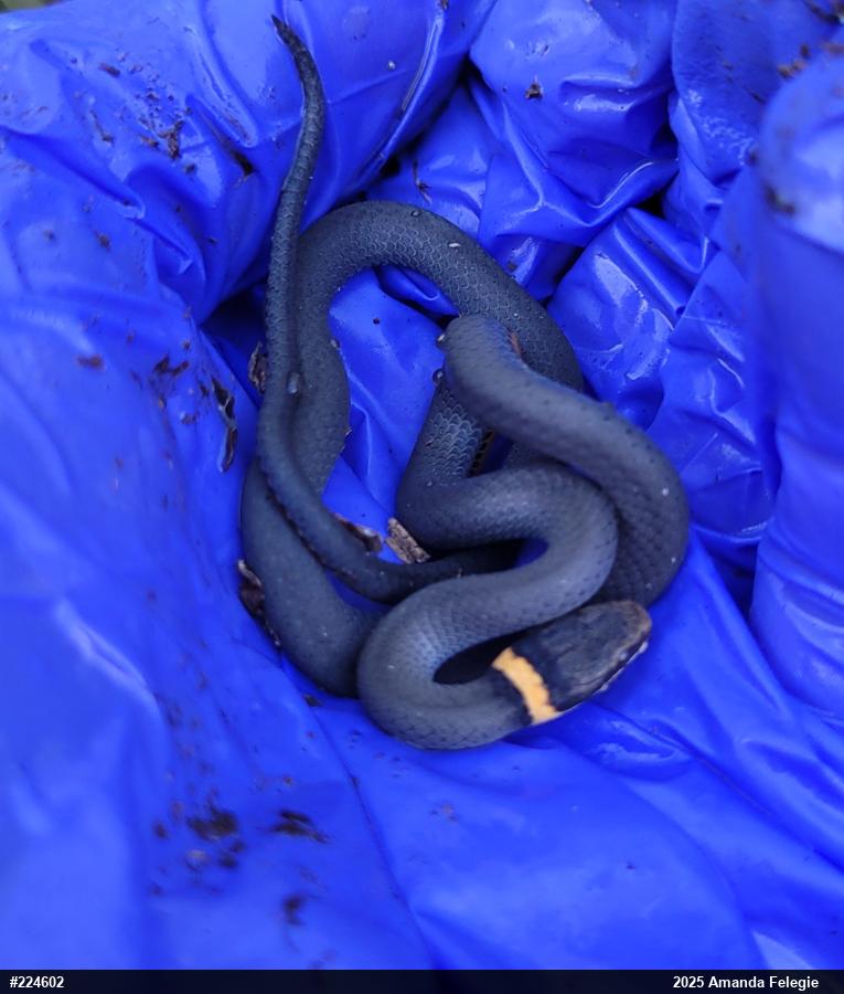 Northern Ring-necked Snake