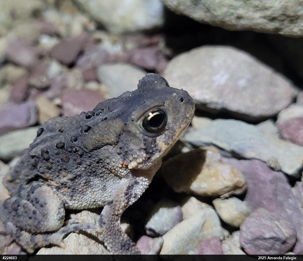 Eastern American Toad