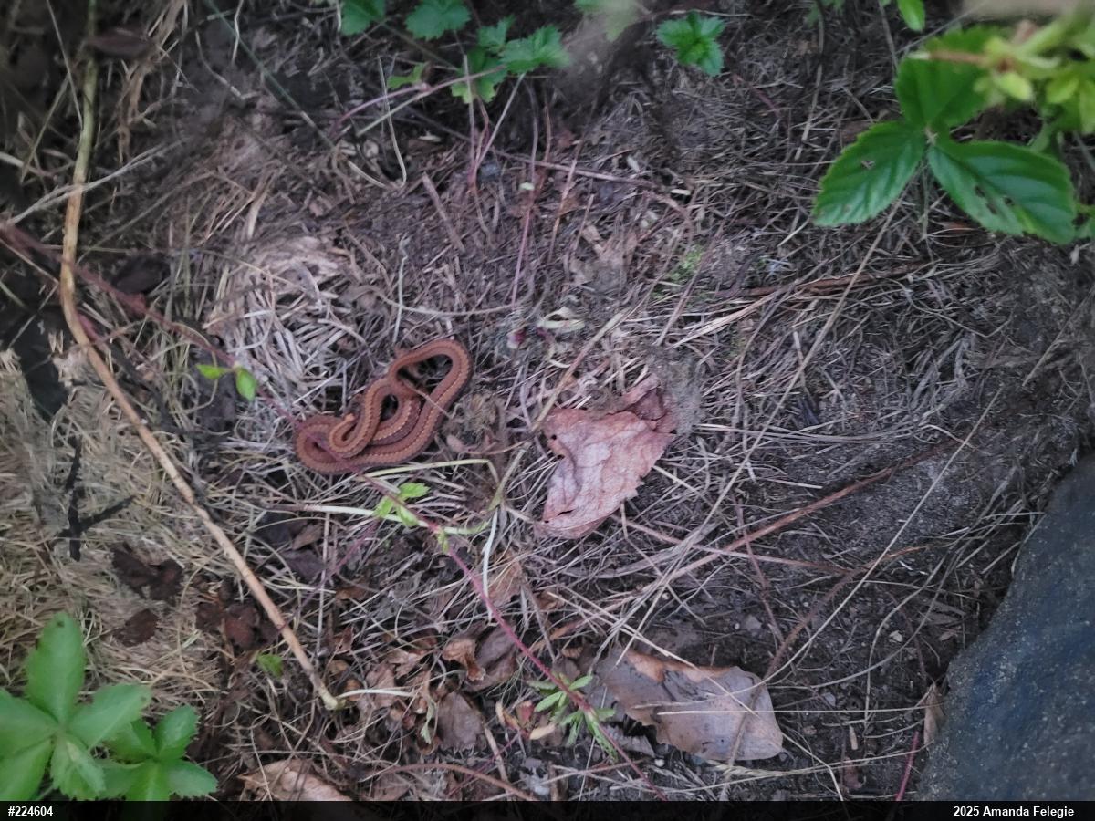 Red-bellied Snake