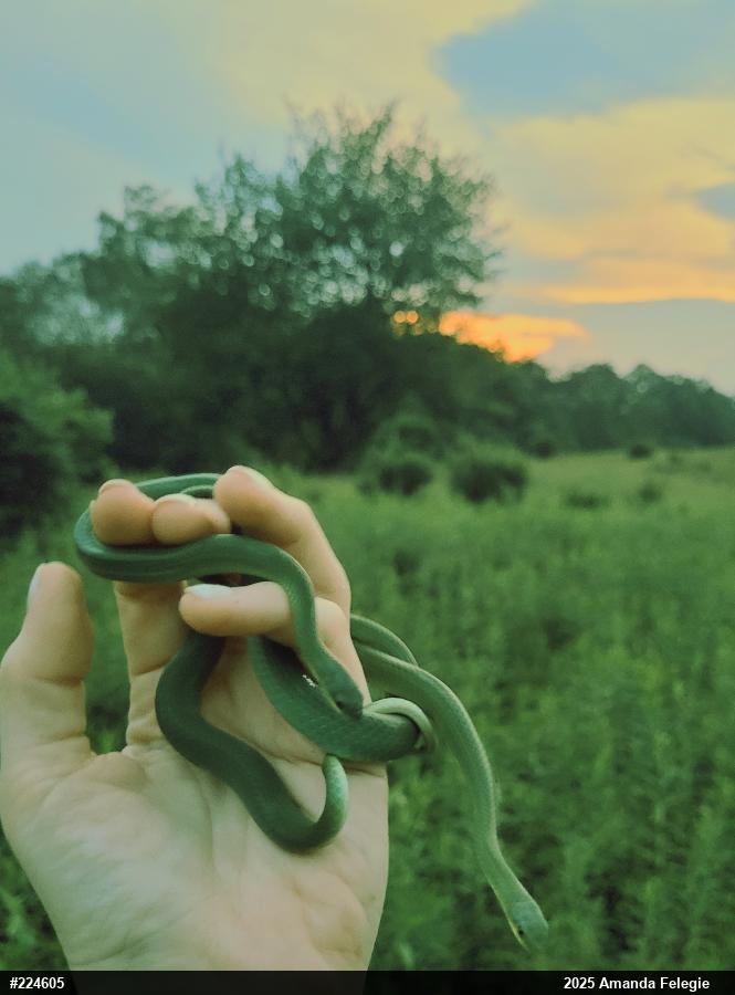 Smooth Greensnake
