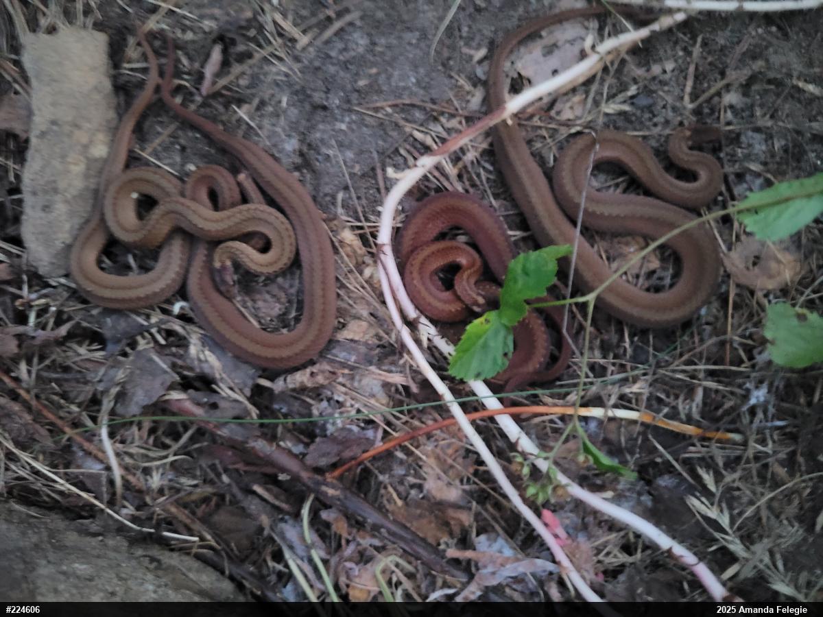 Red-bellied Snake