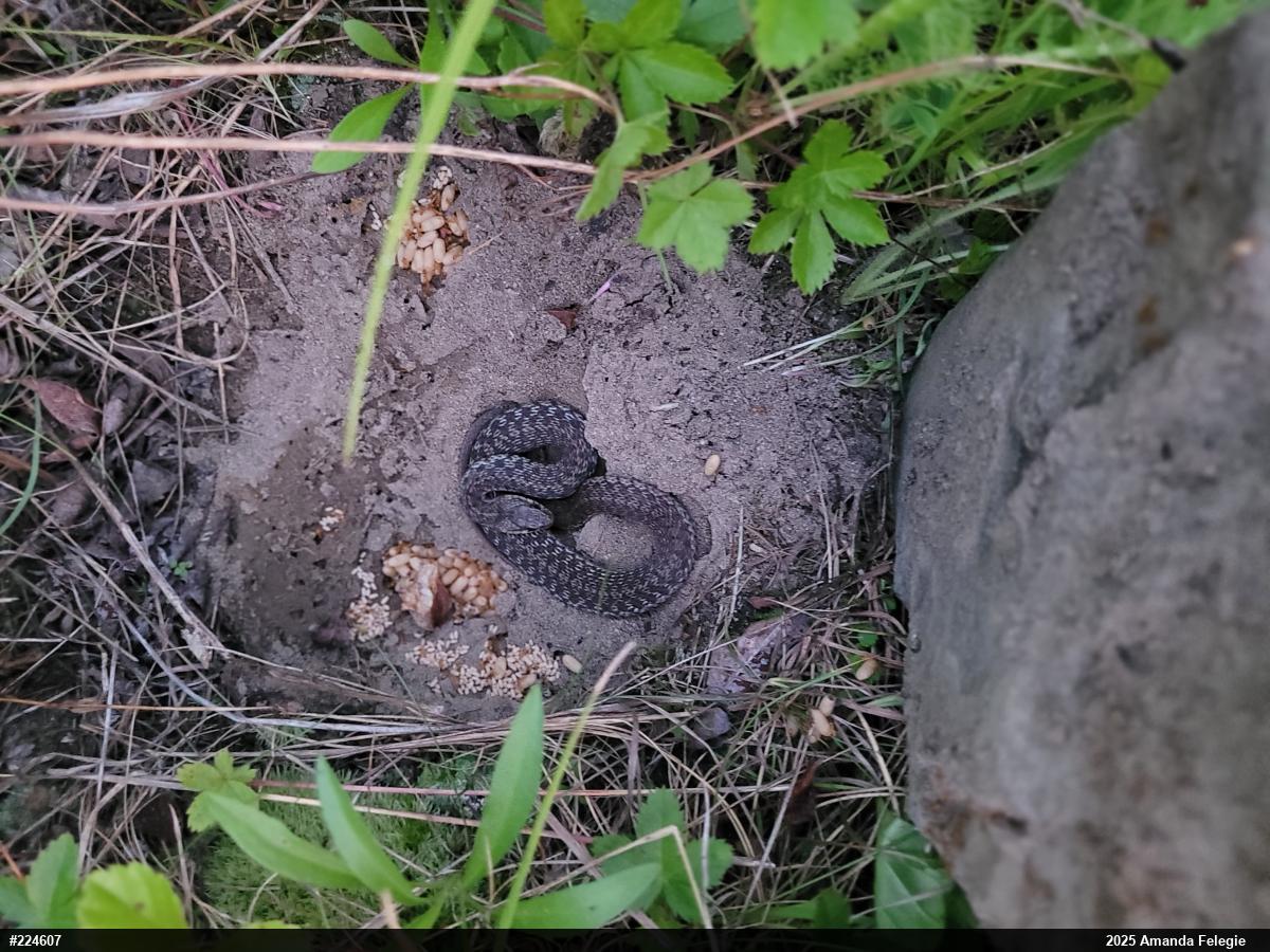 Eastern Gartersnake