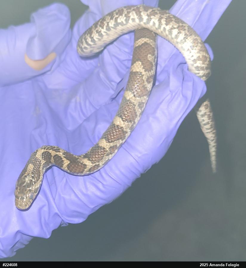 Eastern Milksnake