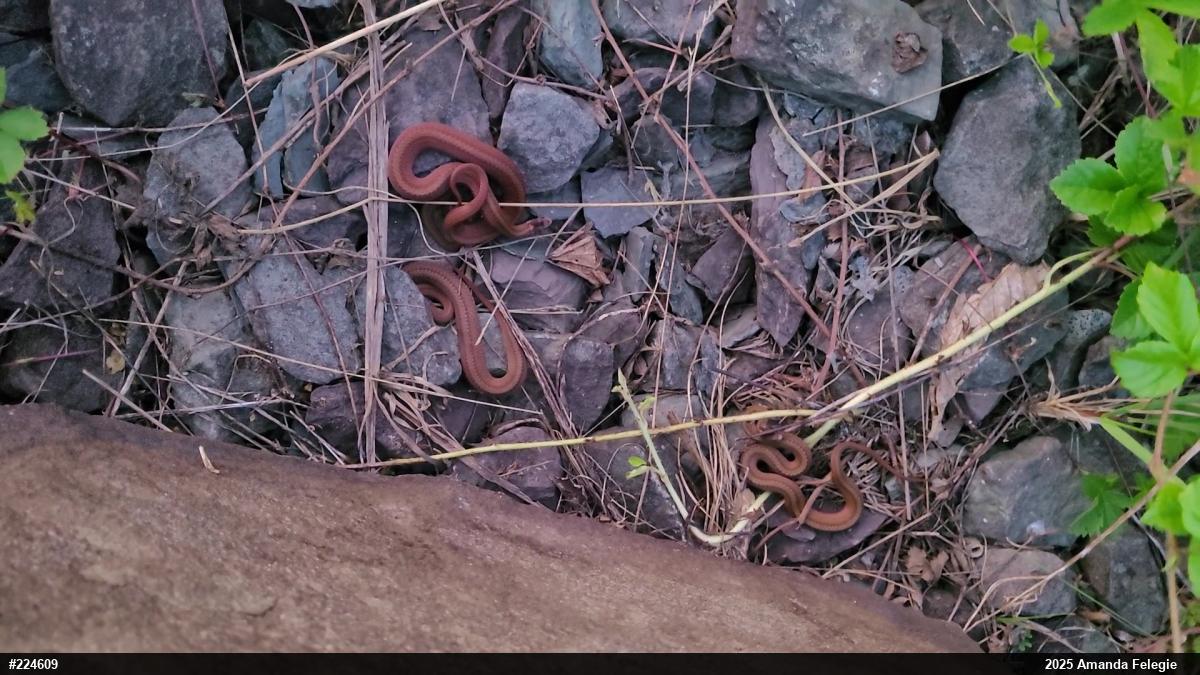 Red-bellied Snake