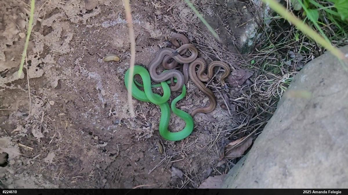 Red-bellied Snake