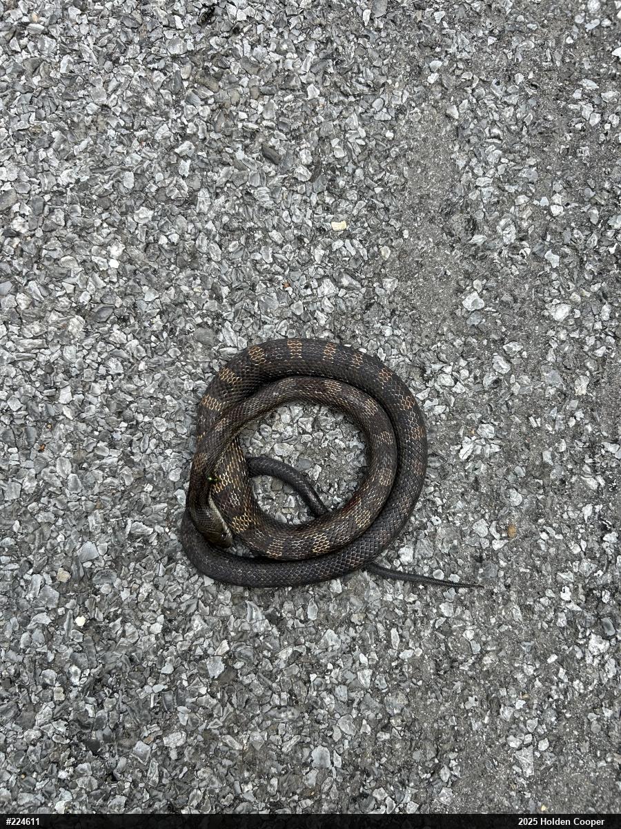 Eastern Ratsnake