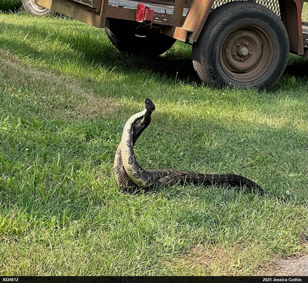 Timber Rattlesnake