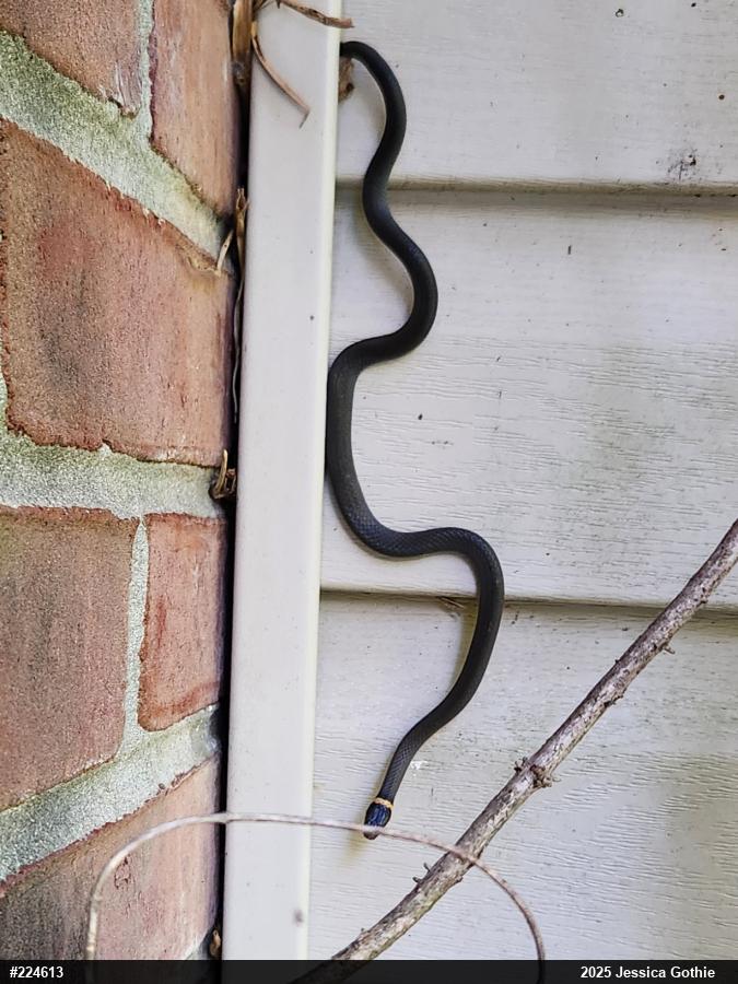 Northern Ring-necked Snake