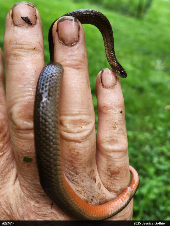 Red-bellied Snake