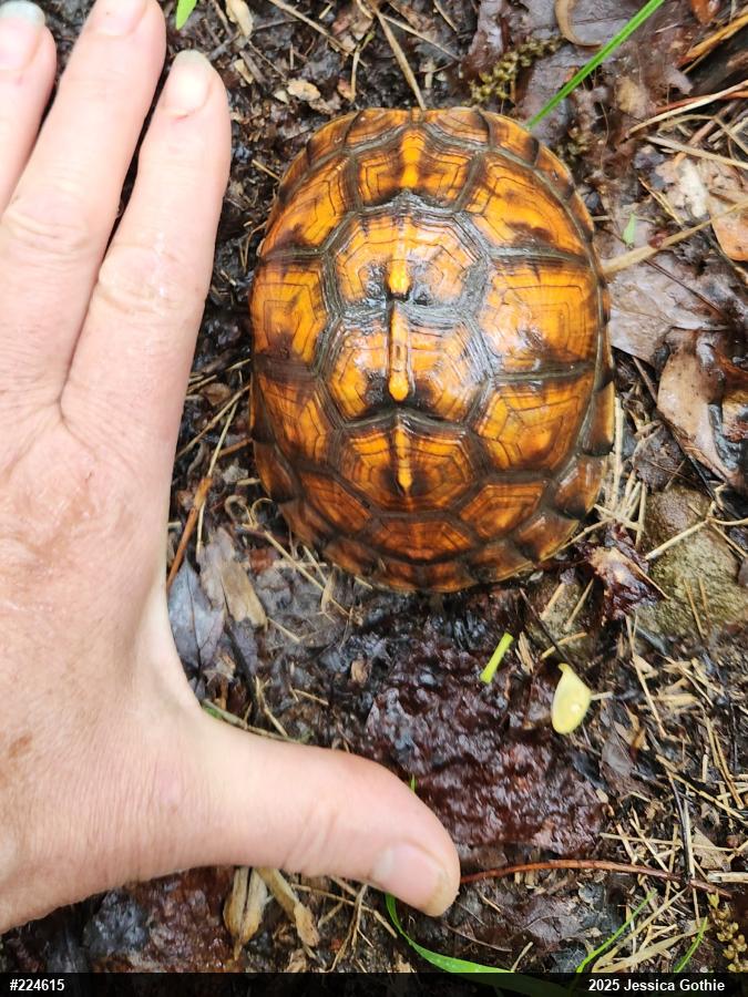 Eastern Box Turtle