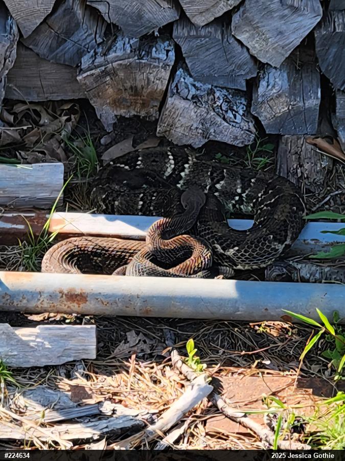 Timber Rattlesnake