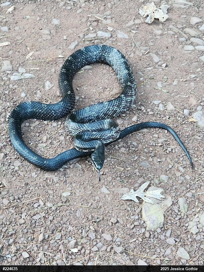 Eastern Ratsnake