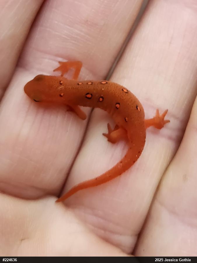 Red-spotted Newt