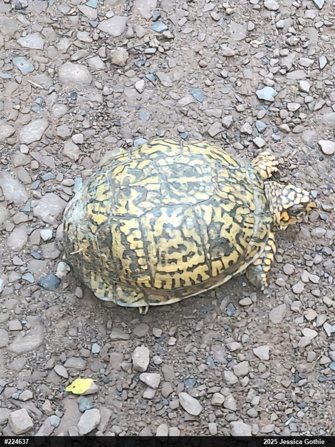 Eastern Box Turtle