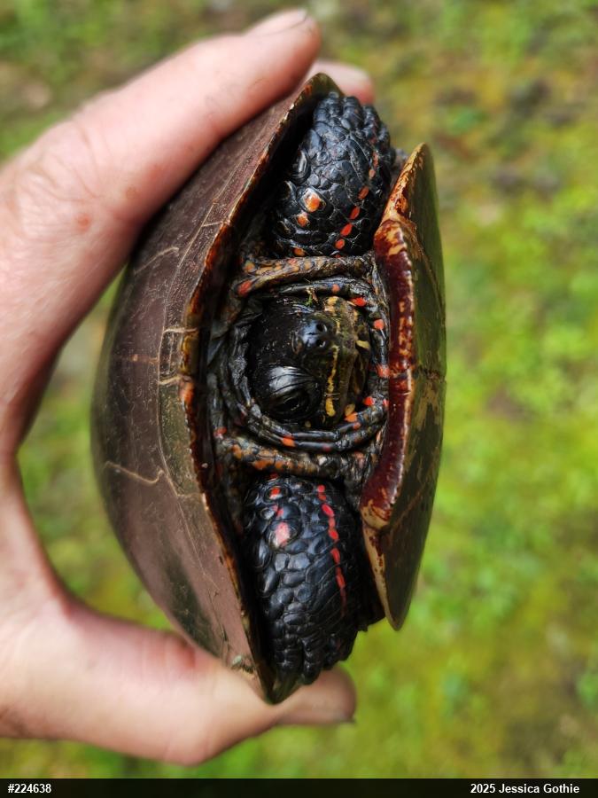 Eastern Painted Turtle