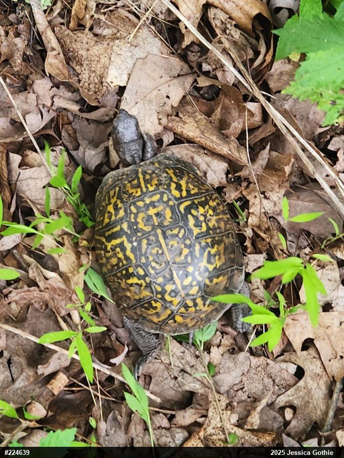 Eastern Box Turtle