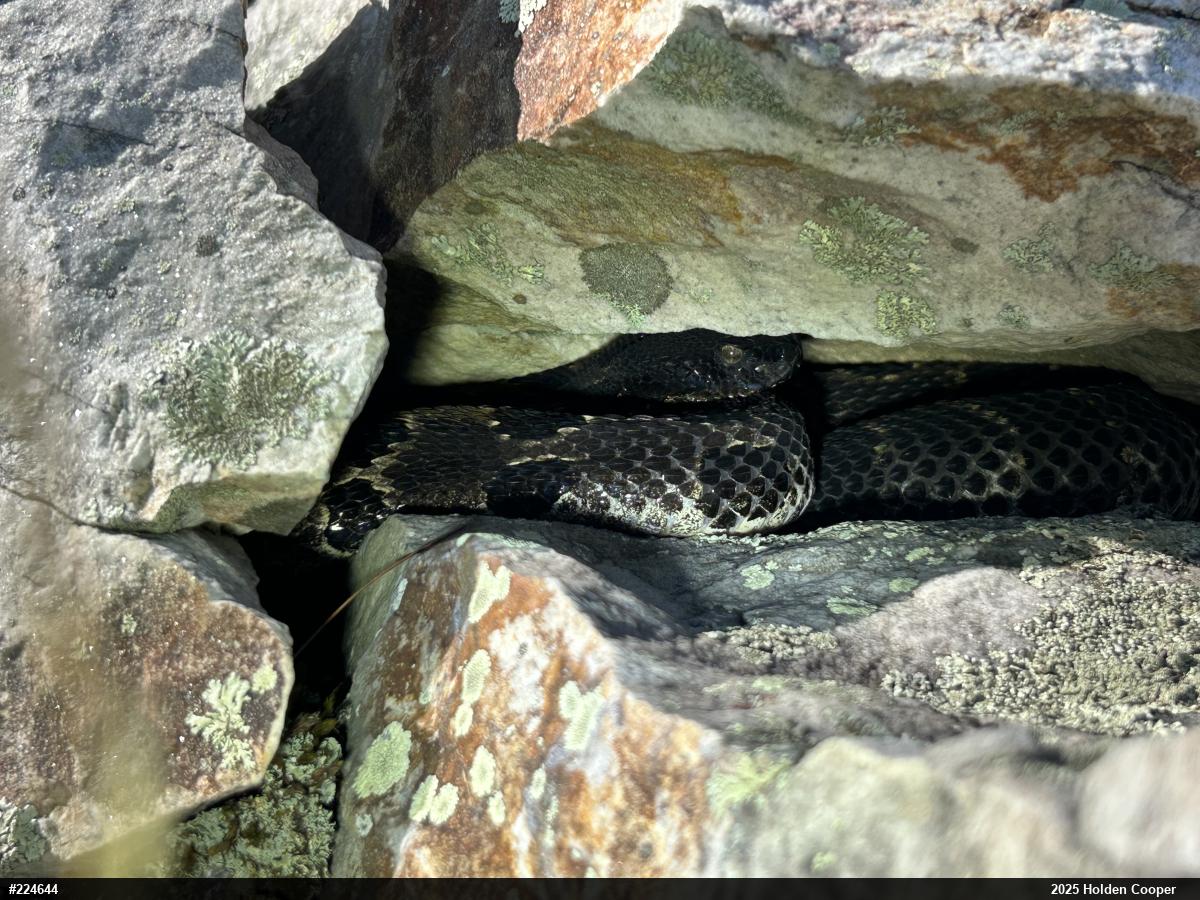 Timber Rattlesnake