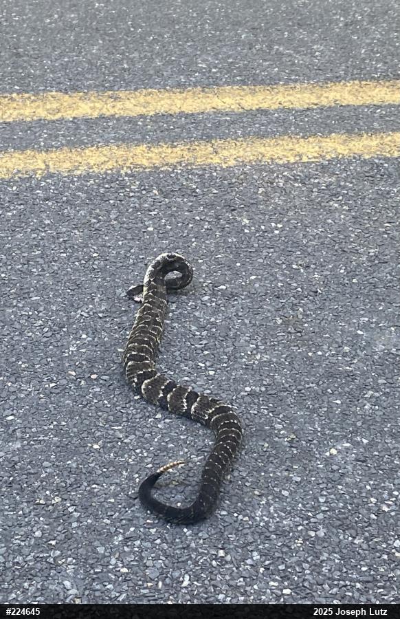 Timber Rattlesnake