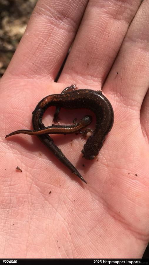 Eastern Red-backed  Salamander
