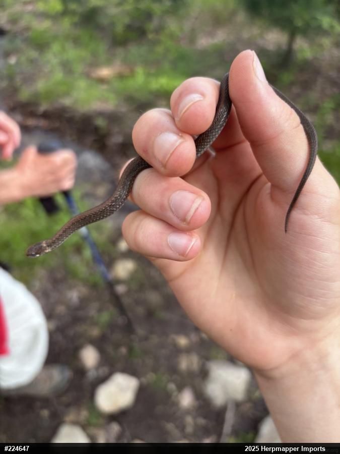 Red-bellied Snake
