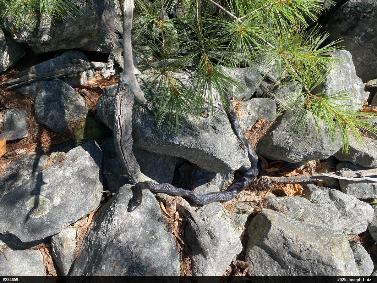 Eastern Ratsnake