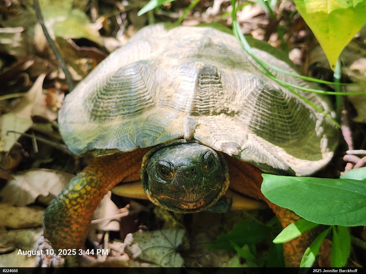 Wood Turtle