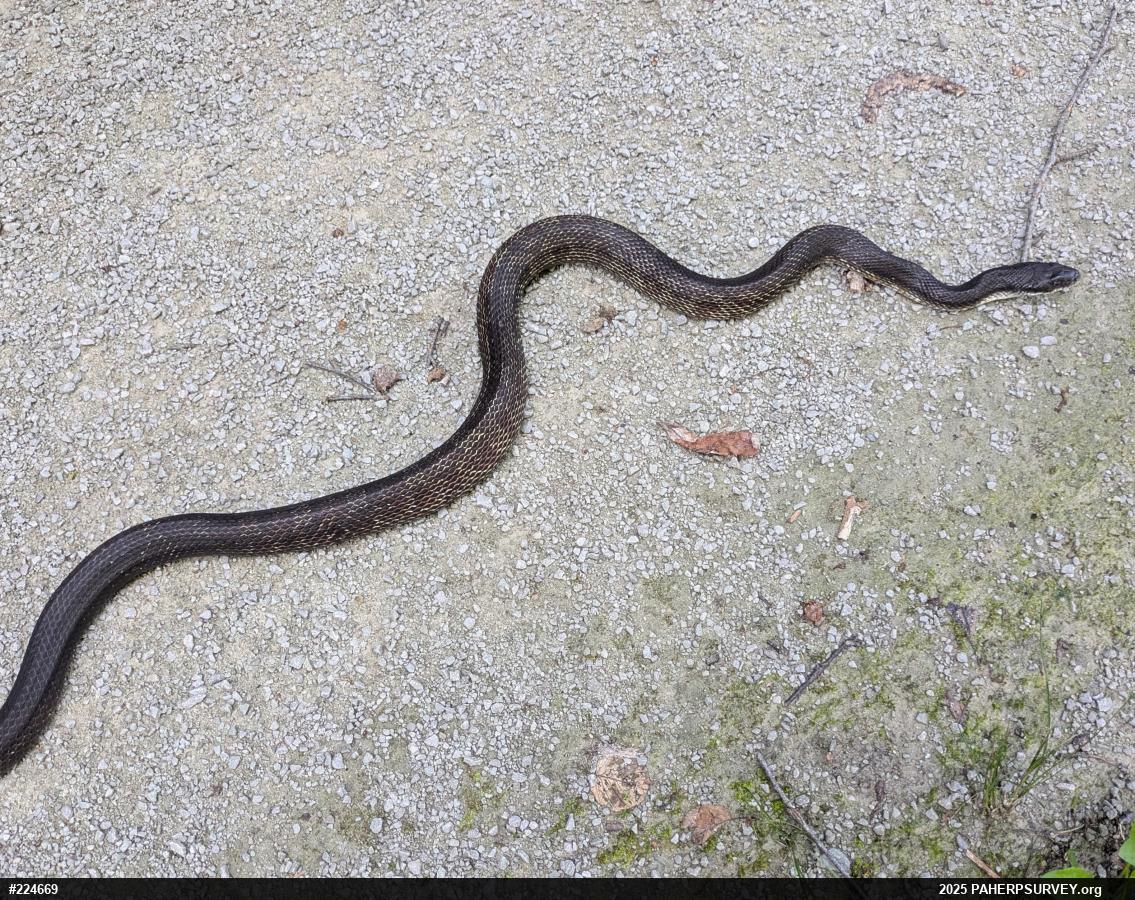 Eastern Ratsnake